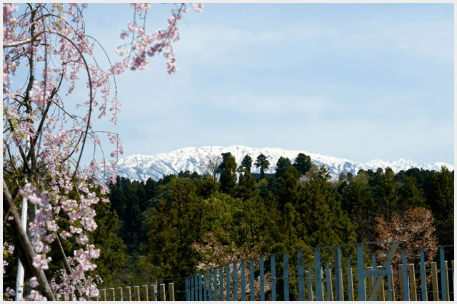 桜花園 立山連峰