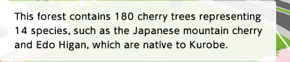 This forest contains 180 cherry trees representing 14 species, such as the Japanese mountain cherry and Edo Higan, which are native to Kurobe.