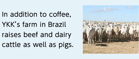 In addition to coffee, YKK's farm in Brazil raises beef and dairy cattle as well as pigs.