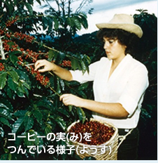 コーヒーの実をつんでいる様子。