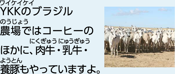 YKKのブラジル農場ではコーヒーのほかに、肉牛・乳牛・養豚もやっていますよ。